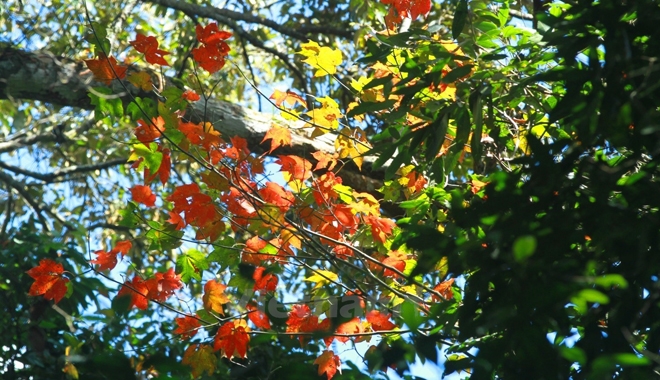 Những khu rừng lá phong đẹp "say lòng người" ngay tại Việt Nam