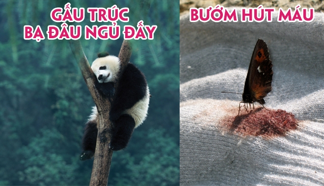 Những sự thật "hại não" về động vật mà bạn chẳng bao giờ được học ở trường