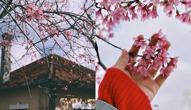 Ôm đồ lên Đà Lạt ngắm hoa mai anh đào nở rộ đẹp như truyện tranh