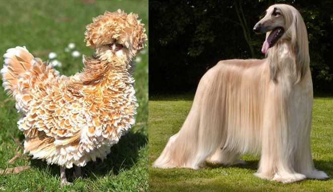 Ấn tượng top 10 loài động vật có bộ lông độc lạ nhất thế giới