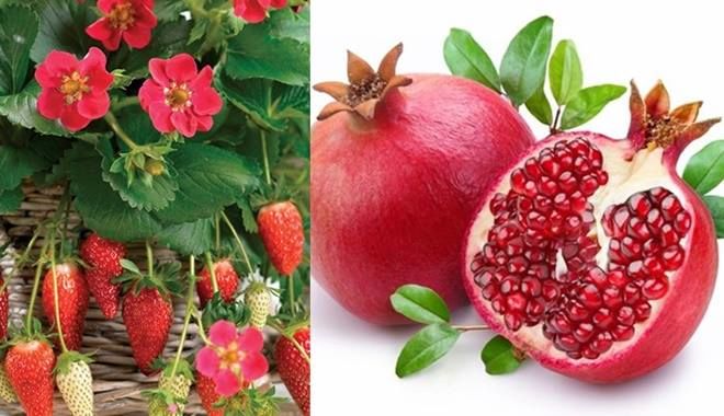 Muốn sở hữu làn da không bắt nắng cứ những loại quả này mà dùng