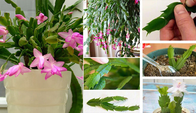 Không cần tốn nhiều tiền bạn cũng có thể nhân giống cả khu vườn xanh mát chỉ từ những chiếc lá 