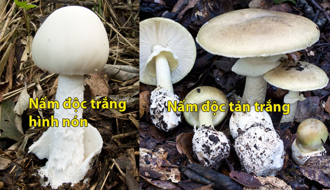 "Điểm mặt" những loại nấm cực độc ở Việt Nam nhiều người hay nhầm lẫn