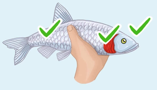 Mẹo chọn cá tươi ngon "chuẩn xịn" chị em nội trợ nào cũng phải nằm lòng