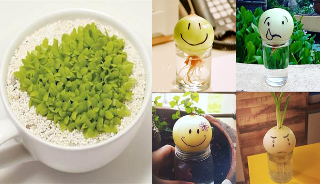 Đừng vứt những loại củ và hạt này, chúng sẽ biến ngôi nhà trở nên tuyệt vời vô cùng đấy