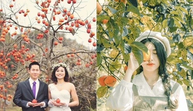 Ngoài dã quỳ, cỏ hồng, mùa này đến Đà Lạt “săn ảnh” cùng vườn hồng chín rộ