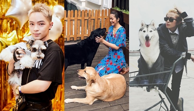 Sang chảnh như thú cưng nhà sao Việt: mặc đồ hiệu đắt tiền và lên thảm đỏ như ngôi sao