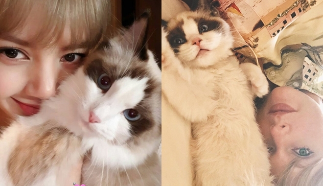 Không chỉ như sinh đôi, Lisa và Taylor Swift còn nuôi 2 em mèo cưng na ná nhau đến lạ