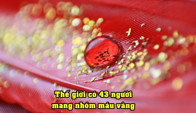 Điều kì diệu chỉ những người có "máu vàng" - nhóm máu hiếm nhất thế giới 