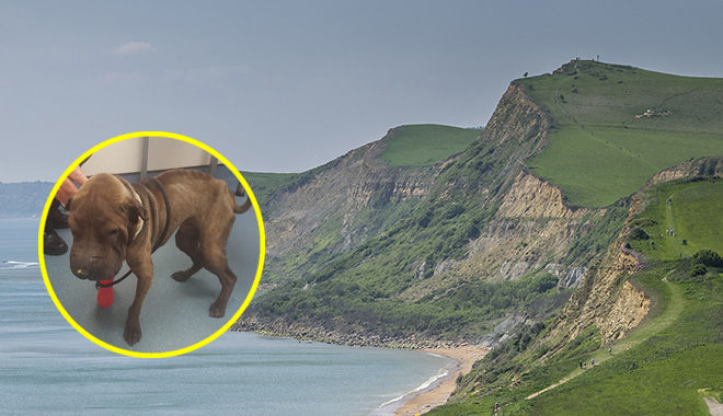 Cảm động: Rơi từ vách đá 160m, chú chó con sống sót nhờ ăn rong rêu trên đá suốt 45 ngày 