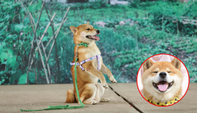 Giống chó Shiba vào vai cậu Vàng: Đứng top thông minh loài chó, trị giá 100 triệu/con