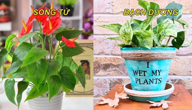 Loại cây 12 chòm sao nên trồng để mang lại may mắn, đỏ vận tình duyên