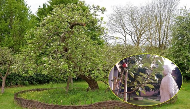 Cây táo Newton 400 tuổi vẫn phát triển và ra hoa kết trái 