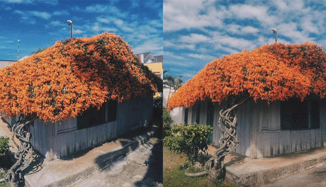 Ngôi nhà gần Đà Lạt có mái phủ đầy hoa cam đẹp như trong cổ tích
