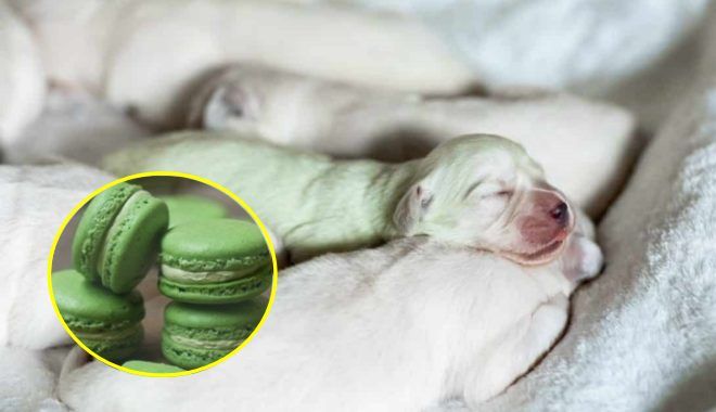 Chú cún con sơ sinh màu xanh lá, CĐM: "Chắc là chó mẹ thích ăn matcha"