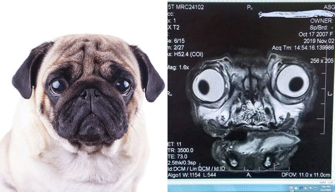 "Cười bò" ảnh cún Pug chụp X quang: Lúc đi hết mình, nhìn hình hết hồn