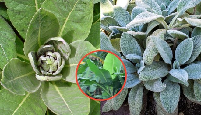 Ba loại lá cây có thể được sử dụng thay giấy vệ sinh