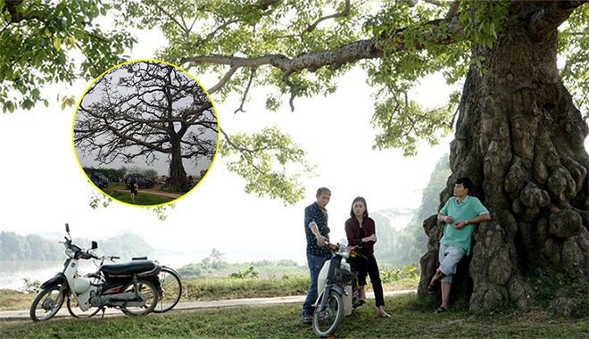 Cây gạo Cô Gái Nhà Người Ta bị khách du lịch "tàn phá" đến xác xơ