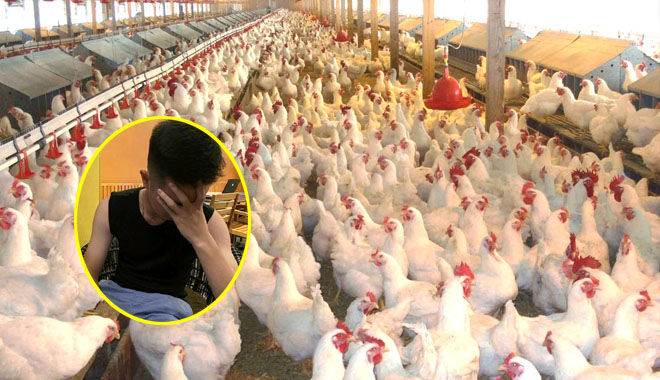 Lỡ tay đặt 1000 con gà giá 22.000 VNĐ, thanh niên khổ sở khi nhận hàng