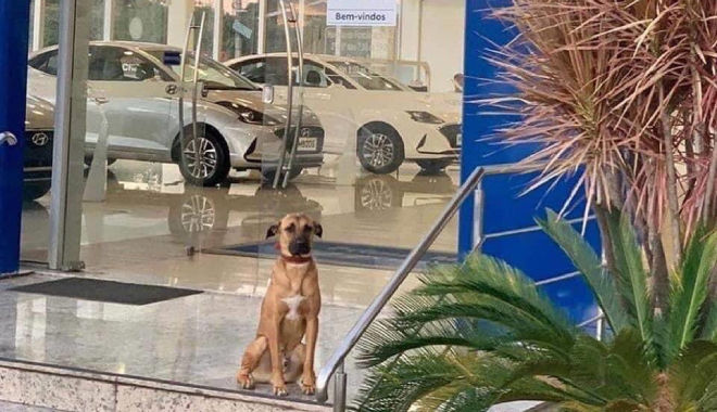 Chú chó trở thành nhân viên của đại lý ô tô nhờ chiến lược "chai mặt"