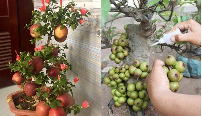 Những cú lừa khi mua cây cảnh Tết: Mua táo bonsai nở hoa dâm bụt