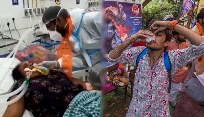 Xôn xao: Bệnh nhân Covid-19 ở Ấn Độ uống nước tiểu bò để chữa bệnh