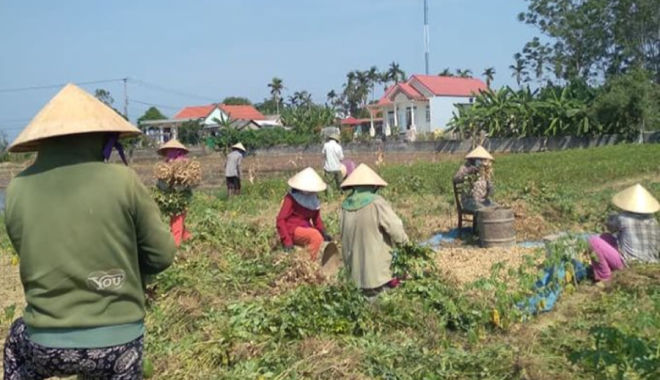 Ấm lòng mùa dịch: Người làng giúp thu hoạch ruộng đậu cho gia đình F1 