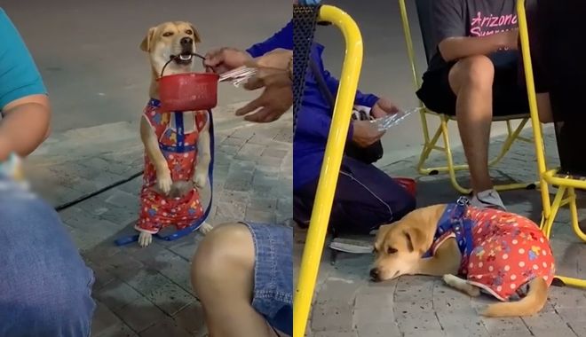 Chú chó bán vé số giúp chủ: ngậm giỏ đi mời, nằm chờ mua xong mới đi