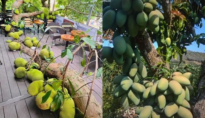 Những trái cây mọc bất chấp nhất Việt Nam: mít mọc xuyên quán cà phê