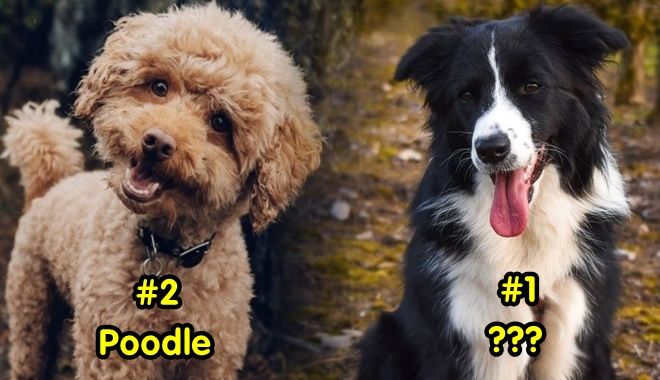 5 giống chó thông minh nhất thế giới: Poodle siêu đỉnh cũng chỉ hạng 2