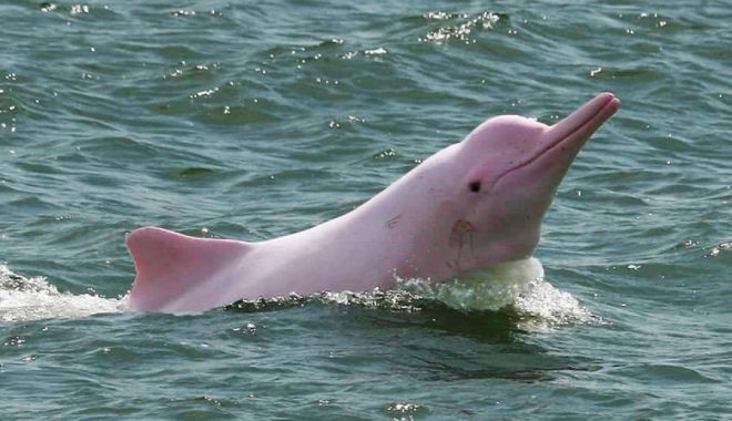 Cá heo hồng siêu hiếm xuất hiện ở biển Đồ Sơn