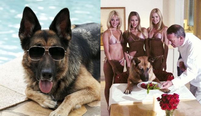 Chú chó giàu nhất thế giới: Sở hữu 8,7 nghìn tỷ, 12 bảo mẫu chăm sóc