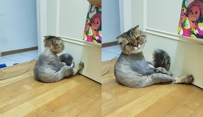 Chú mèo úp mặt vô tường, sang chấn tâm lý vì bị con sen cạo trụi lông