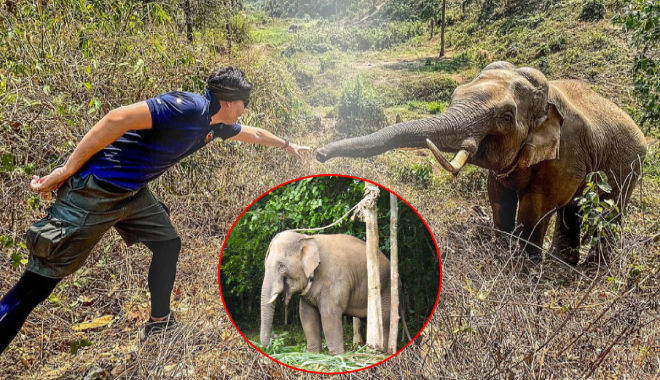 Chú voi hoang dã tiến đến chào bác sĩ từng cứu mình 12 năm trước