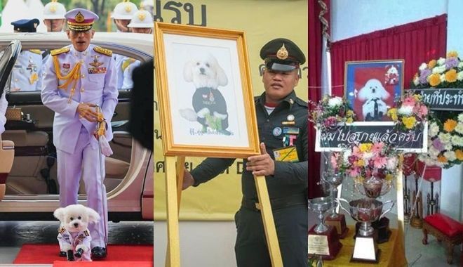 Đại tướng chó của hoàng gia Thái Lan: Mất được tổ chức tang lễ 4 ngày