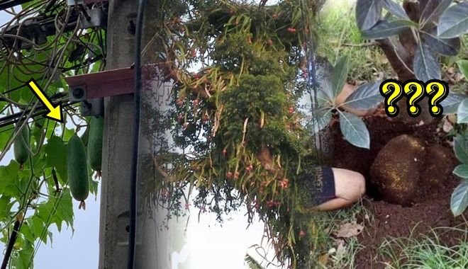 Những trái cây "đánh đố" chủ nhất Việt Nam: Bí đao mọc trên cột điện