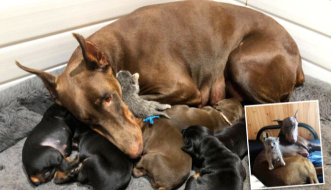 Bận bịu chăm sóc 6 đứa con, chó mẹ vẫn rước thêm mèo về nuôi