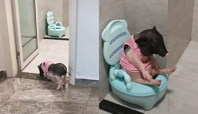 Chú heo biết ngồi bệ xí đi vệ sinh: Ai dám chê "nhà họ Trư" ở bẩn nữa