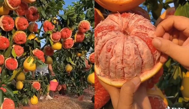 Lạ đời cây bưởi ra hoa đỏ: Tưởng bưởi đột biến ai ngờ là "cú lừa"