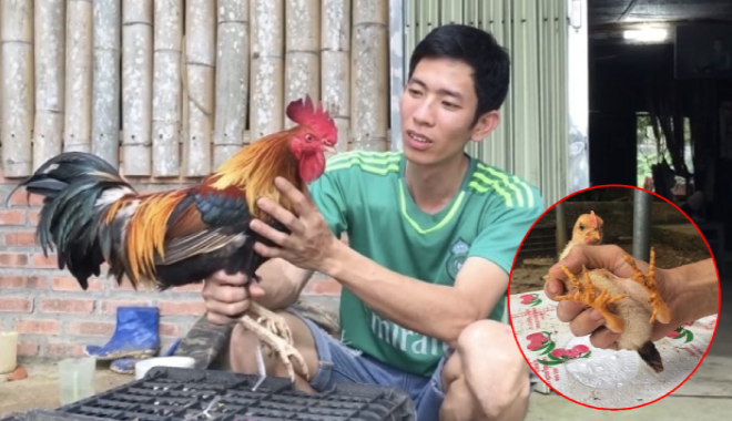 Loại gà trong truyền thuyết Sơn Tinh - Thuỷ Tinh có giá bán ra sao