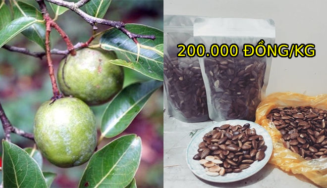 Loại quả ở Tây Nguyên xưa cho trẻ nhặt chơi, giờ thi nhau mua 200K/kg