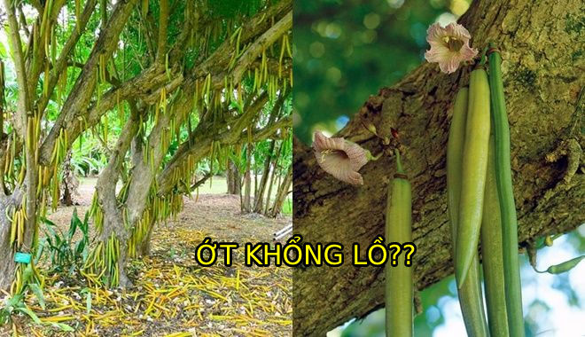 "Ớt" khổng lồ mọc ra từ thân gỗ: Cây cao 10 m, quả dài nhất 1,5 m