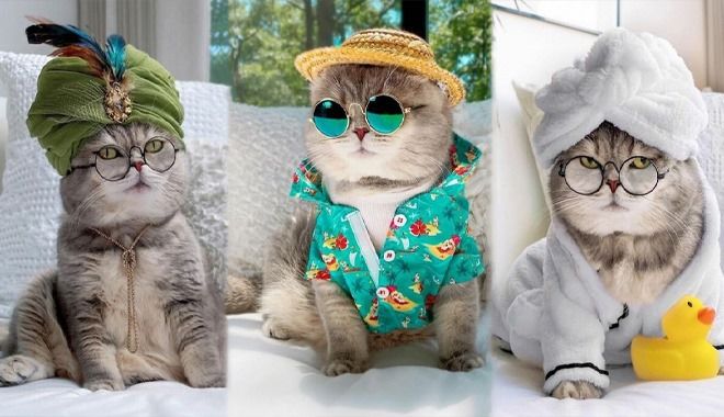 Từng sống lang thang, mèo Dubai thành "mẫu ảnh" nổi tiếng Instagram