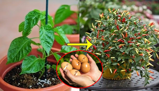 Bí kíp trồng ớt trong chậu nhỏ ngay tại nhà sai quả ăn quanh năm