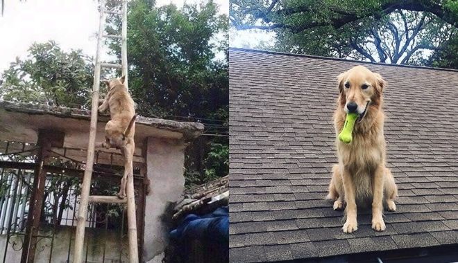 Chú chó thích chơi trên… mái nhà, cho đồ ăn, đồ chơi mới chịu xuống