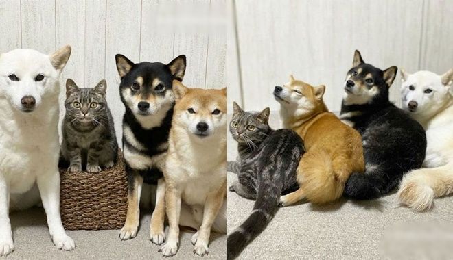 Chú mèo ở lâu với "băng đảng" Shiba: Không nhận ra đâu là mèo nữa