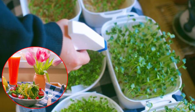 Mẹ Việt ở Nhật bày cách trồng rau mầm không tốn sức, có ăn quanh năm