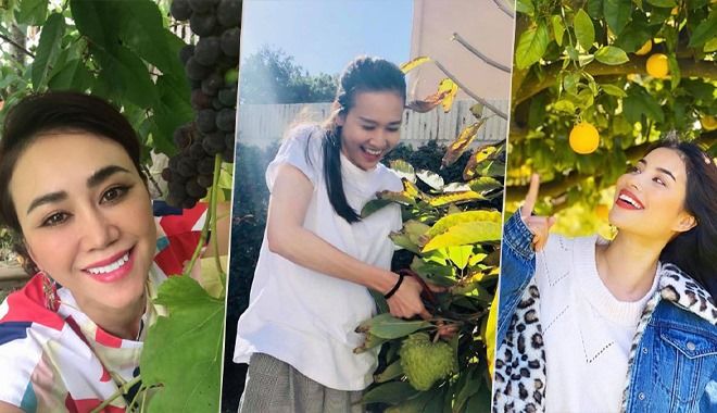 Ngắm vườn rau quả của các HH Việt ở trời Tây: "Trồng cho đỡ nhớ quê"