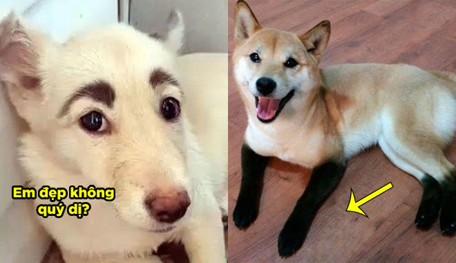 Những chú chó có bộ lông đặc biệt nhất TG: "Em đẹp tự nhiên nha!"