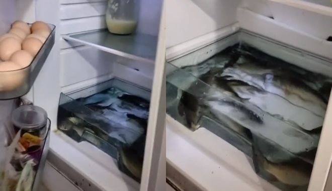 Bảo quản cá tươi trong tủ lạnh: "Muốn thử lắm nhưng sợ ba mẹ cạo đầu"